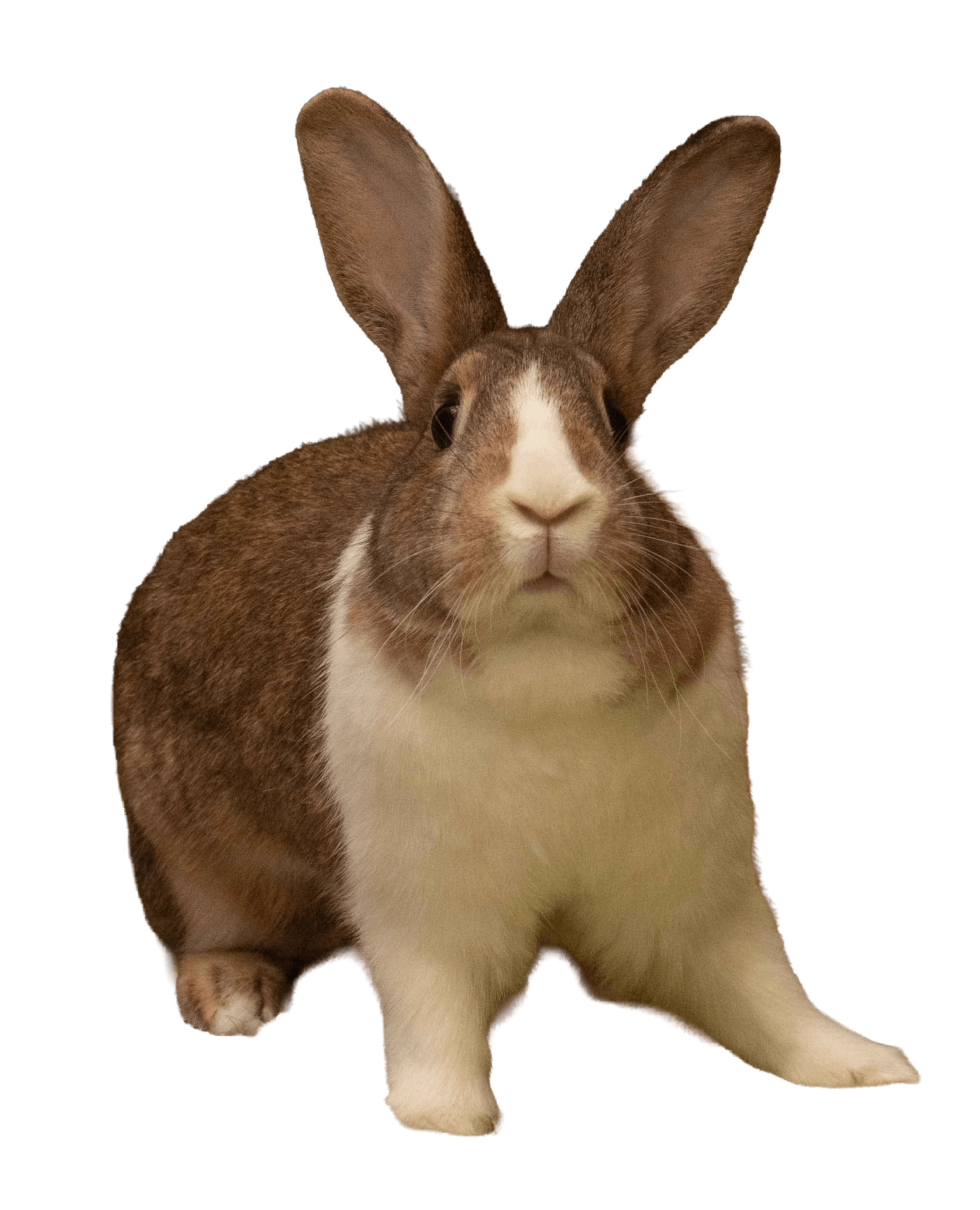 Vibing Bunny